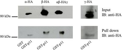 Annexin II Light Chain p11 Interacts With ENaC to Increase Functional Activity at the Membrane